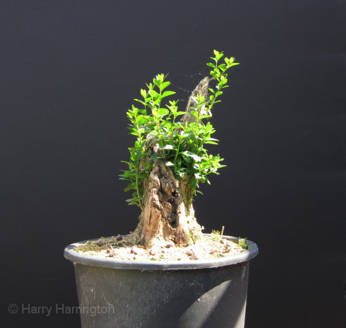 Large Privet Bonsai Progression 